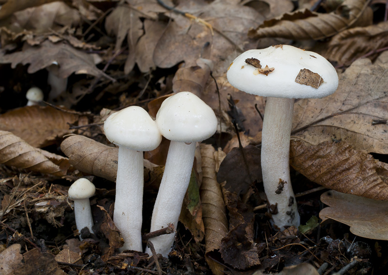 Hygrophorus cossus